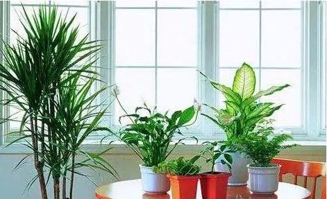 植物也会中暑！夏季植物养护秘籍赶紧收藏