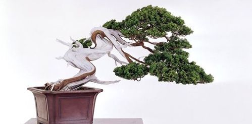 真柏盆景养护全攻略 从选土到造型，打造翠绿古雅的盆景珍品